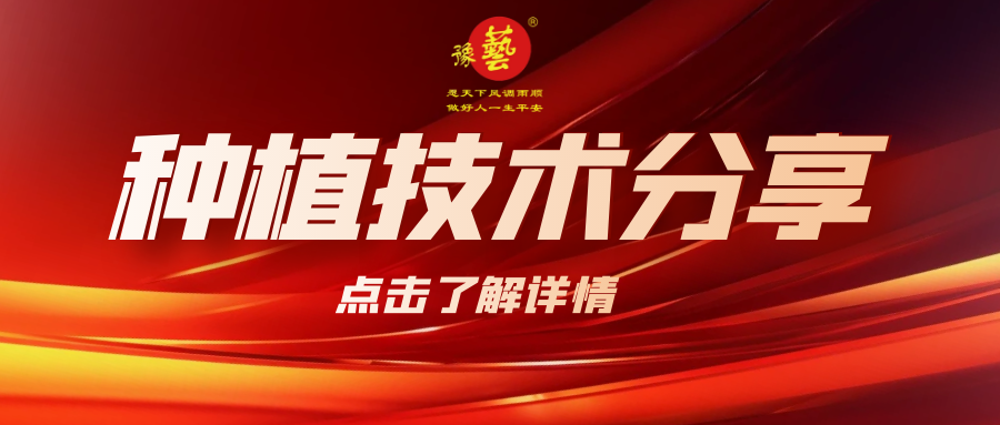 要想種出精品率高的胡蘿卜，這7點(diǎn)要注意！