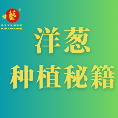 洋蔥種植秘籍：掌握這八點(diǎn)，種出優(yōu)質(zhì)洋蔥！